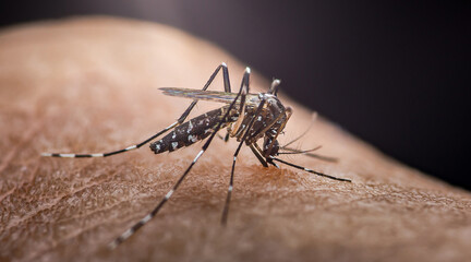 Aedes aegypti mosquito biting human skin and spreading diseases.