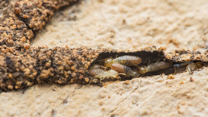 Termites building tunnels and eating wood in house