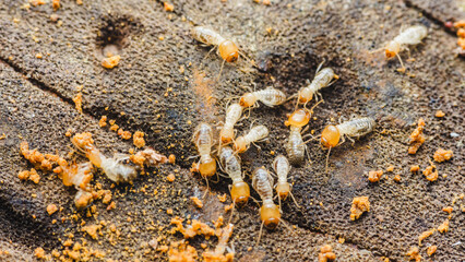 Termites destroying wood: close-up of destructive insects.