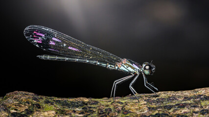 Beautiful demoiselle resting on a branch with dark background.