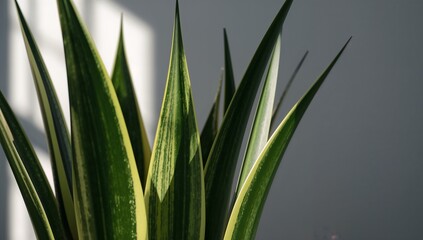 Obraz premium Variegated snake plant leaves casting shadows on a gray wall