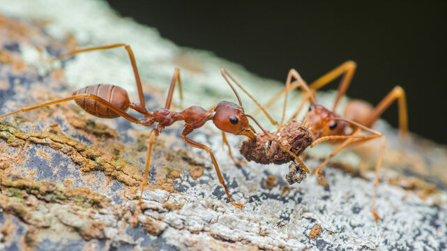 Weaver ants carrying food on tree bark close-up