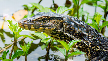 Water monitor emerging from lush green vegetation