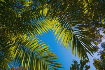 Fototapeta premium Lush Green Palm Fronds Against a Clear Blue Sky on a Sunny Day