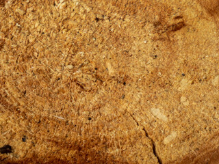 A detailed close-up of natural wood.