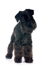 black miniature schnauzer in studio