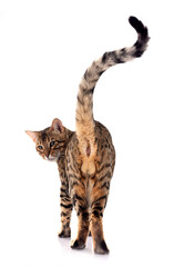 bengal cat in studio