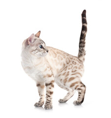bengal cat in studio