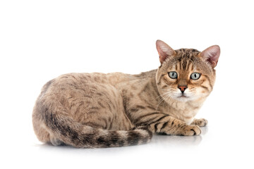 bengal cat in studio