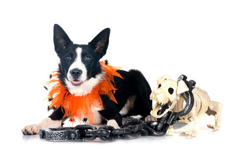 young border collie