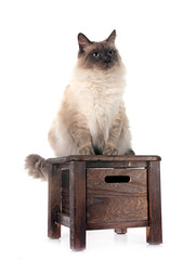 siberian cat in studio
