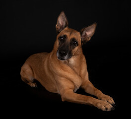 malinois in studio