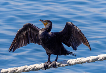 Close-up of a cormorant (Phalacrocorax carbo) standing with open wings