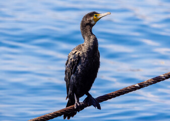 Fototapeta premium Close-up of a cormorant standing on a rope