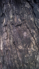 A photograph or closeup shot of a tree bark, focusing on its texture or detail. Taken from Las Pinas, NCR, Philippines.
