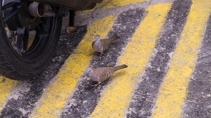 A photograph of a couple of Zebra doves. Taken from Las Pinas, NCR, Philippines. 