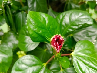 Close-up of a red hibiscus flower bud surrounded by glossy green leaves, highlighting the plant’s natural beauty before blooming.