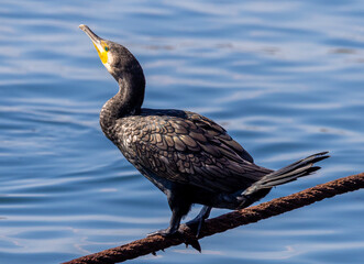 Close-up with a cormorant (Phalacrocorax carbo) standing on the rope near the water
