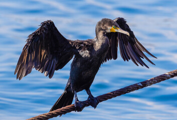 Close-up of a cormorant (Phalacrocorax carbo) standing with open wings