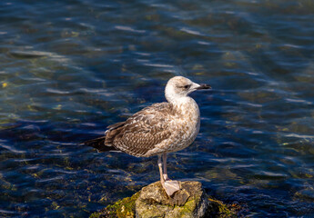Close-up of a Great black-backed gull, (Larus marinus)