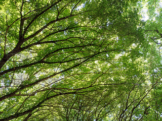 Obraz premium Dappled Light through Summer Leaves