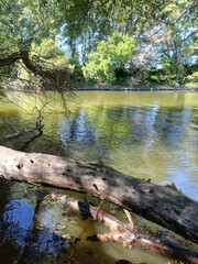 Forested Riverbank at the Ipoly Estuary