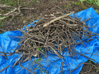 集めた木の枝　ブルーシート
