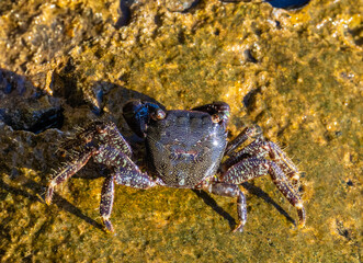 Close-up of a Marbled Rock Crab (Pachygrapsus marmoratus)