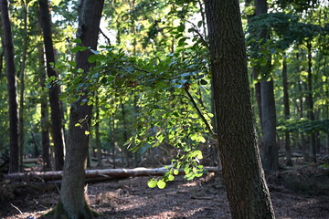 Sunlight shining through green tree leaves in a peaceful summer forest. Natural woodland background for ecology, environment, wellness, and conservation themes.