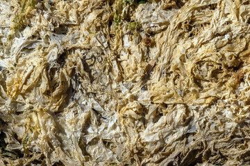 Close-up of rotten seaweed texture