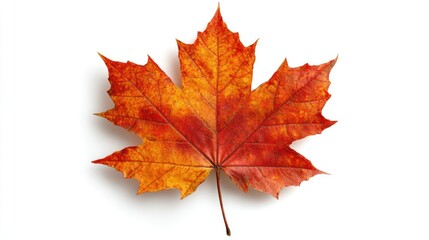 Fototapeta premium Autumn maple leaf (1)