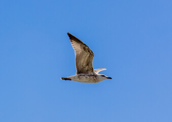 Close-up of a seagull in flight against a blue sky background