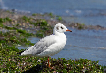 Close-up of a slender-billed gull (Chroicocephalus genei)