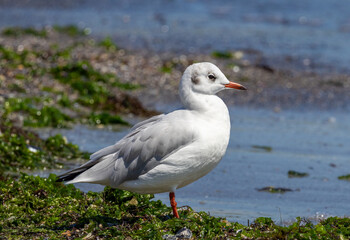 Close-up of a Black-headed Gull (Chroicocephalus ridibundus) on the seashore