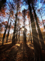 Obraz premium Sunlight filters through trees in an autumn forest with vibrant colors