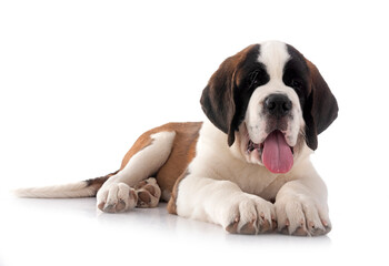puppy saint bernard in studio