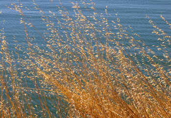Close-up of tall dry grass on the shore of a lake