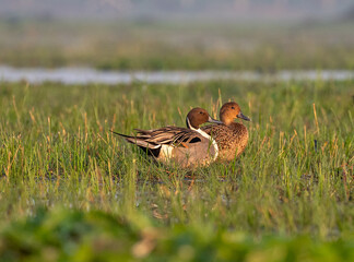 Northern pintail male and female habitat in the wetlands. Close up, selective focus.