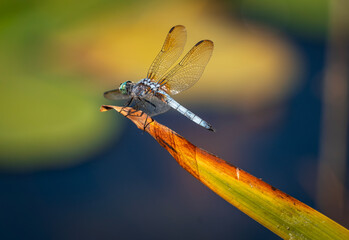 Dragonfly macro photography blue dasher on golden reed nature wildlife close up ethereal wings in...