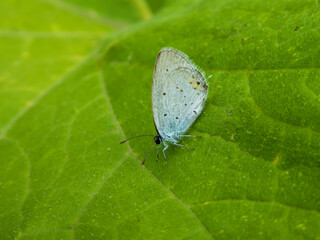 Macro View of Butterfly on Green Leaf.