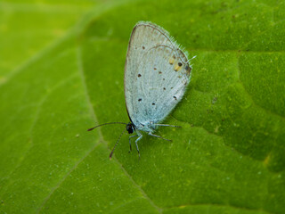 Close-up of Blue Butterfly on Green Leaf.