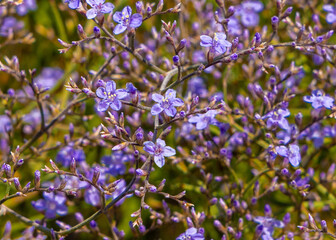 Close-up of a Limonium flowering plant