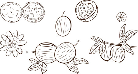 Fruit Doodle Vector – Orange, Apple, Tropical, Juicy, Hand Drawn, Citrus, Healthy Food, Organic, Fruit Sketch, Fresh, Natural, Decorative, Sweet, Vegetarian, Vector Illustration, Line Art, Simple Draw