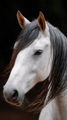 Obraz premium Close-up of a wet wild horse mane blowing in the wind during heavy rain, dark background 