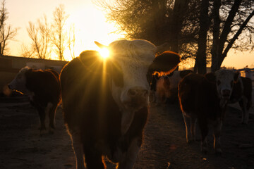 Sunset illuminates a herd of cows in a serene rural landscape