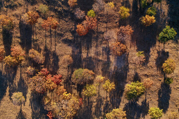Vibrant autumn colors paint a prairie backdrop with maples