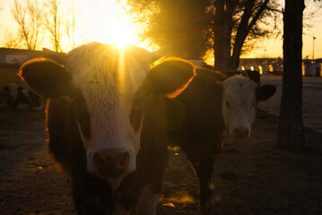 Cows standing at sunset with warm golden light illuminating their features
