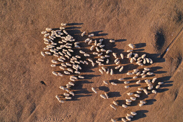 Sheep herd forms giant sheep outline in aerial view over sandy terrain