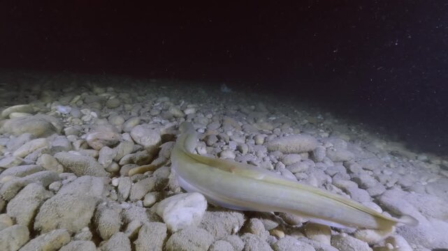 Underwater footage of a European eel (Anguilla anguilla) swimming gracefully along a gravel bottom in its natural freshwater habitat, showcasing aquatic wildlife and serene river scenery.