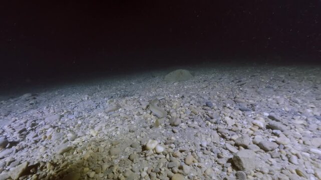 Underwater video of a European eel (Anguilla anguilla) hunting perch (Perca fluviatilis) in a natural freshwater habitat, showcasing predator-prey interaction and aquatic wildlife behavior.